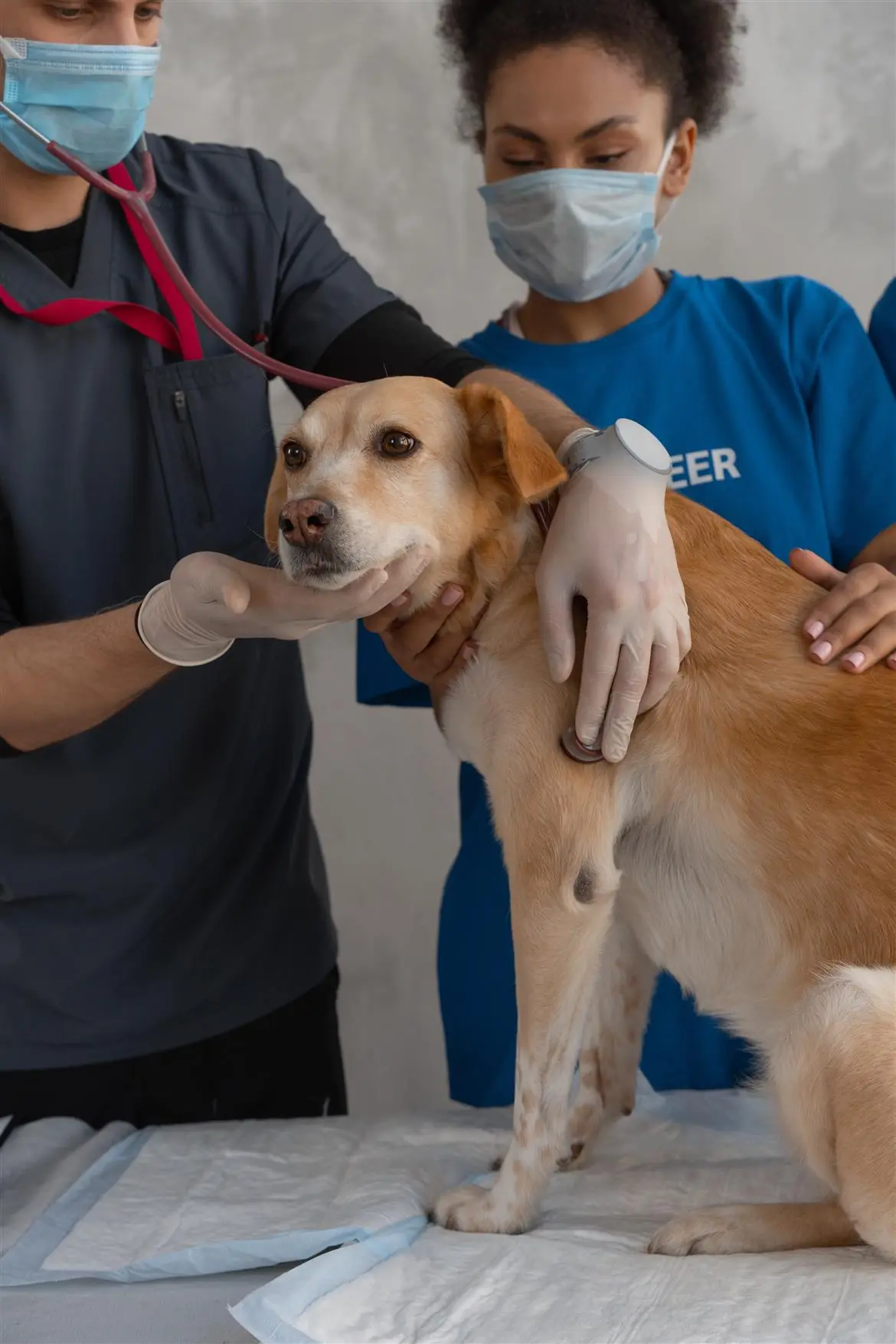 Cane star di Tik Tok